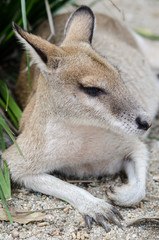アカカンガルーの子供　横向き