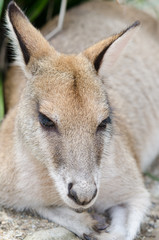 アカカンガルーの子供　アップ