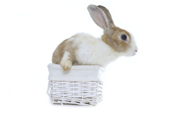 Adorable cute baby rabbit in wicker basket