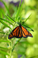 Wildlife and Animals -Butterflies