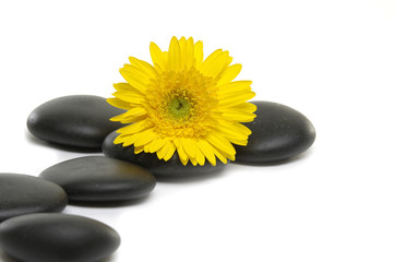 spa stones with yellow flower over white