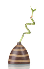 beautiful green bamboo in striped vase isolated on white