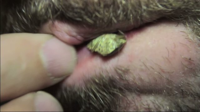 Eating Bug