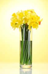 beautiful yellow daffodils in transparent vase