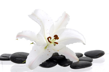 white lily with spa stone
