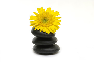 Fototapeta na wymiar Macro of yellow flower on stones on white