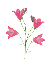 light pink isolated four bellflowers