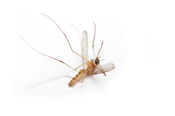 dead Mosquito
