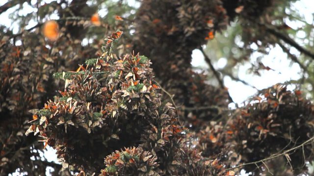 Thousands of Mariposas