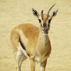 Gazelle licking its mouth
