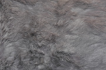 Pelz / Felldecke / Karninchen