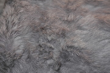 Pelz / Felldecke / Karninchen