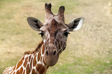 Giraffe portrait