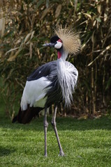Grey Crowned Crane
