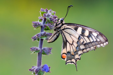 Farfalla Gigante Photos Royalty Free Images Graphics Vectors Videos Adobe Stock