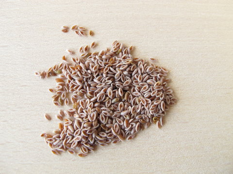 Indischer Flohsamen, Plantaginis ovatae semen