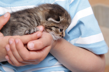 young boy playing with kitten at home