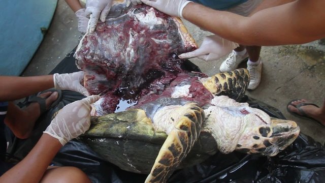 Opening Death Turtle
