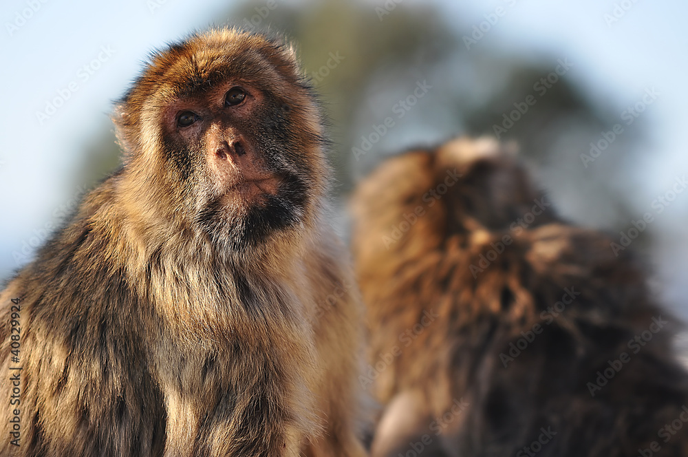 Wall mural barbary macaque 2