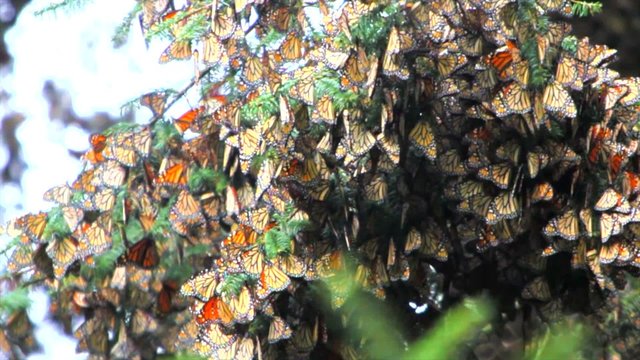 Milions of Mariposas on a Branch