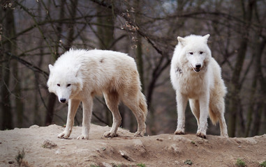 Two Arctic Wolves - 40830580
