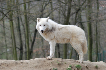 Arctic Wolf - 40830588