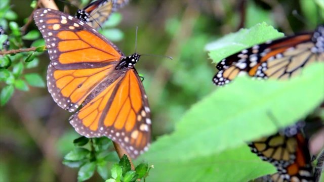 Mariposas in the Bush