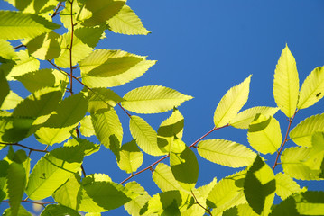FOLLAJE, ÁRBOL, OLMO. HOJAS AL TRASLUZ