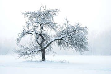 Fototapeta na wymiar Apple Tree under Snow in Winter