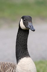 Obraz premium oie sauvage