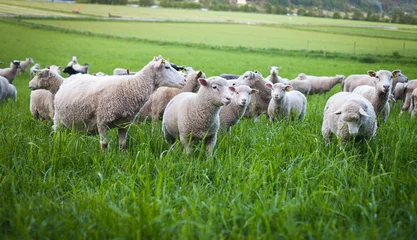Papier Peint photo Lavable Moutons Un troupeau de moutons