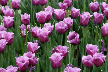 Tulips in a spring garden