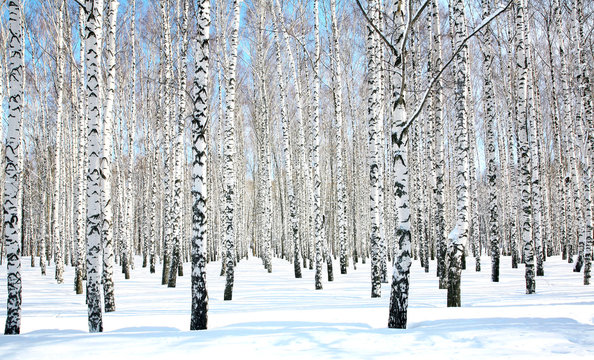 April blue sky in beautiful birch grove