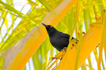 Greater Antillean Grackle 1