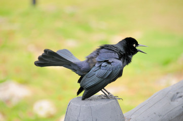 Greater Antillean Grackle