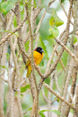 Village Weaver
