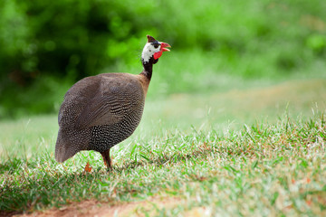 Wild guinea fowl outdoors