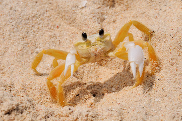 sand crab 3