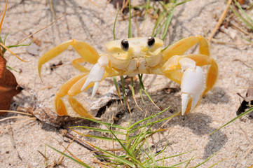 sand crab 2