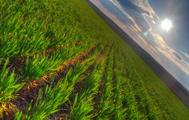 Vegetation of winter wheat
