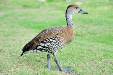West Indian Whistling Duck 2