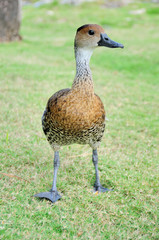 West Indian Whistling Duck 1