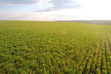 Fototapeta na wymiar Vegetation of winter wheat