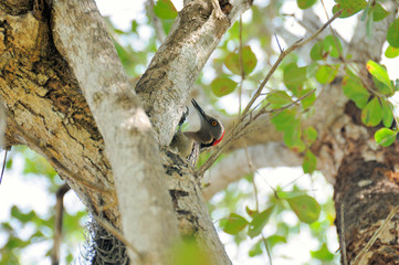 Obraz premium Hispaniolan Woodpecker