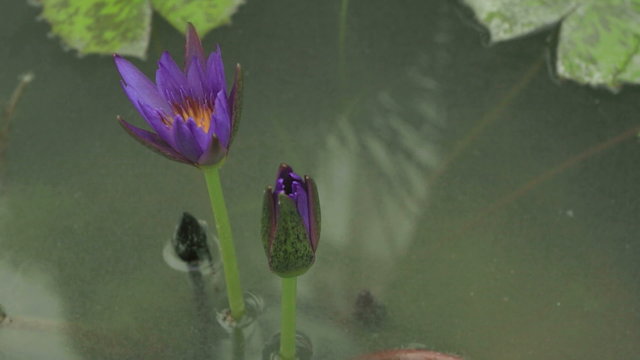 lotus flower time lapse