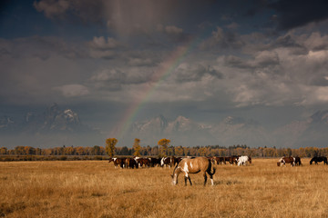 Horses in front of Mountains