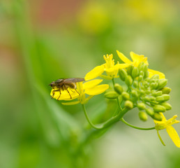 fruit bat fly on cole flowers