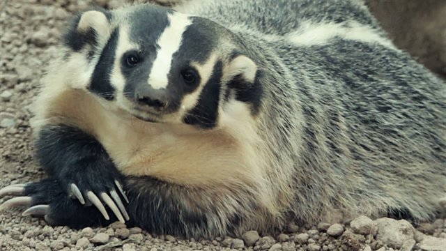 Badger