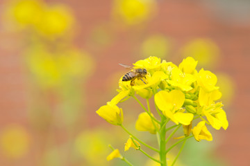 Bee with cole flowers