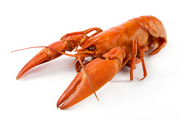 Boiled crawfish over white
